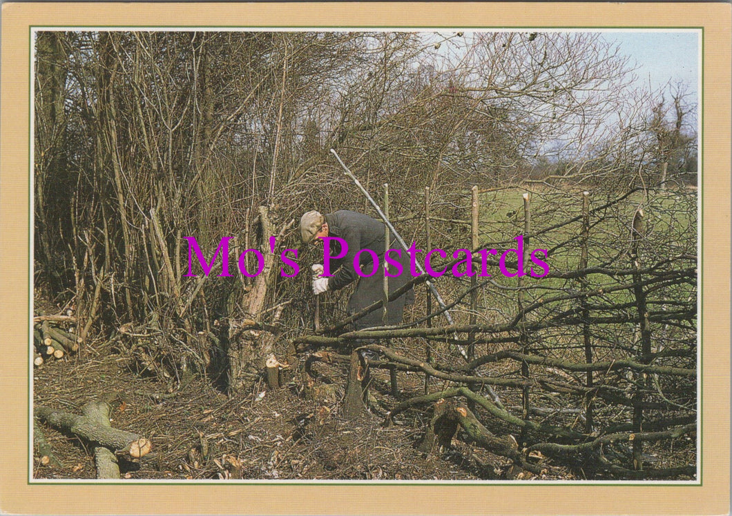 Occupations Postcard - Hedge Laying, Traditional Crafts  SW15264