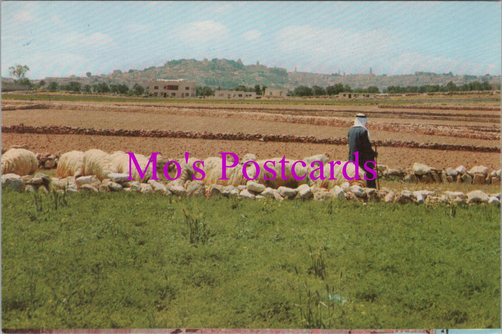 Middle East Postcard - The Shepherd's Field, Bethlehem   SW15275