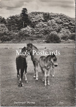Load image into Gallery viewer, Animals Postcard - Dartmoor Ponies  SW16610
