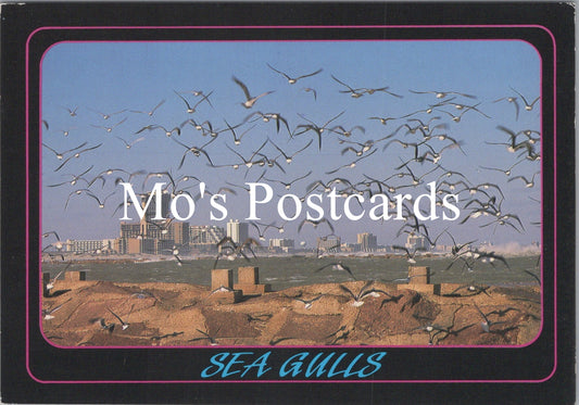 America Postcard - Sea Gulls, South Padre Island, Texas   SW16638