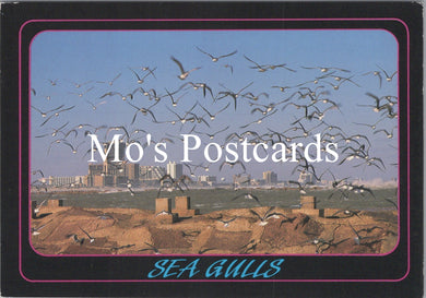 America Postcard - Sea Gulls, South Padre Island, Texas   SW16638
