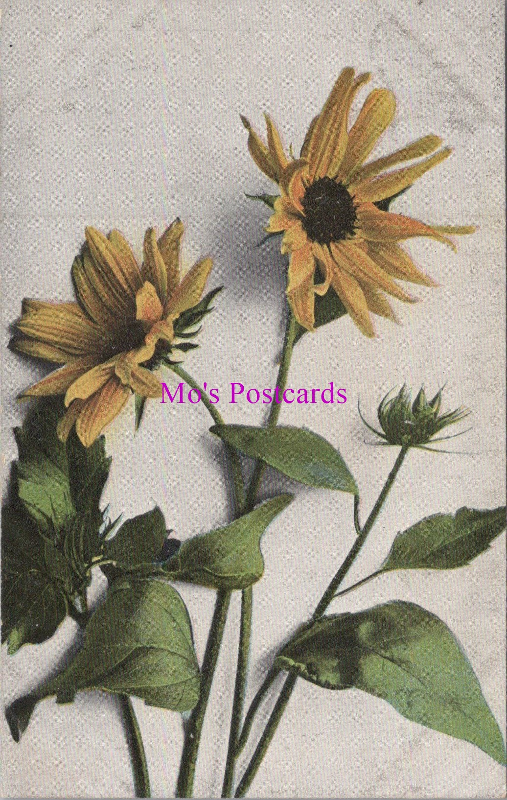 Nature Postcard - Yellow Flowers   SW15798