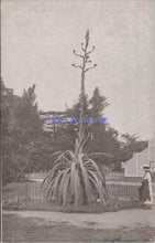 Load image into Gallery viewer, London Postcard - Kew Gardens, The Century Plant   SW14374
