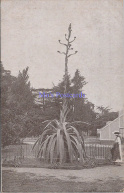 London Postcard - Kew Gardens, The Century Plant   SW14374