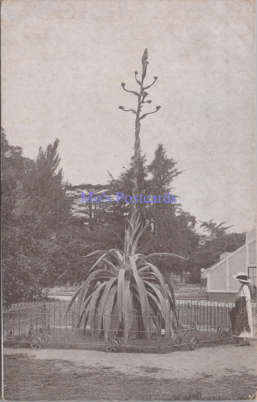 London Postcard - Kew Gardens, The Century Plant   SW14374