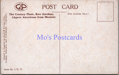 London Postcard - Kew Gardens, The Century Plant   SW14374