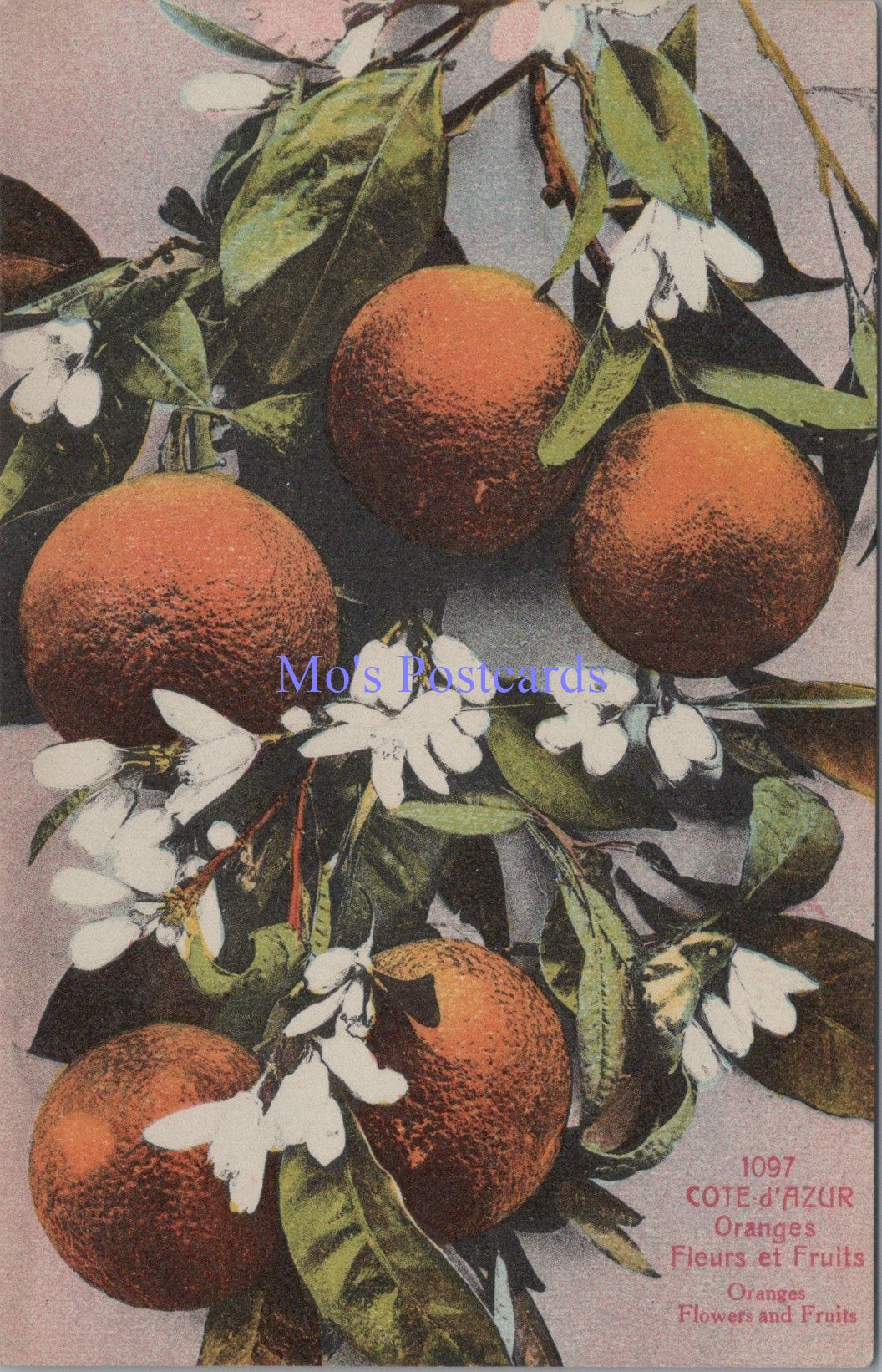 Nature Postcard - Fruits, Oranges, Cote d'Azur  SW14392
