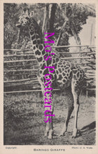 Load image into Gallery viewer, Animals Postcard - Baringo Giraffe, London Zoo  DZ30

