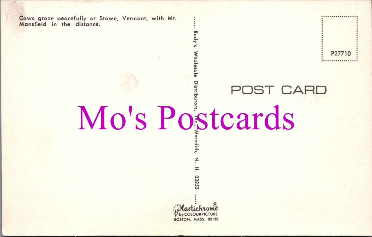 America Postcard - Cows at Stowe, Vermont   DZ55