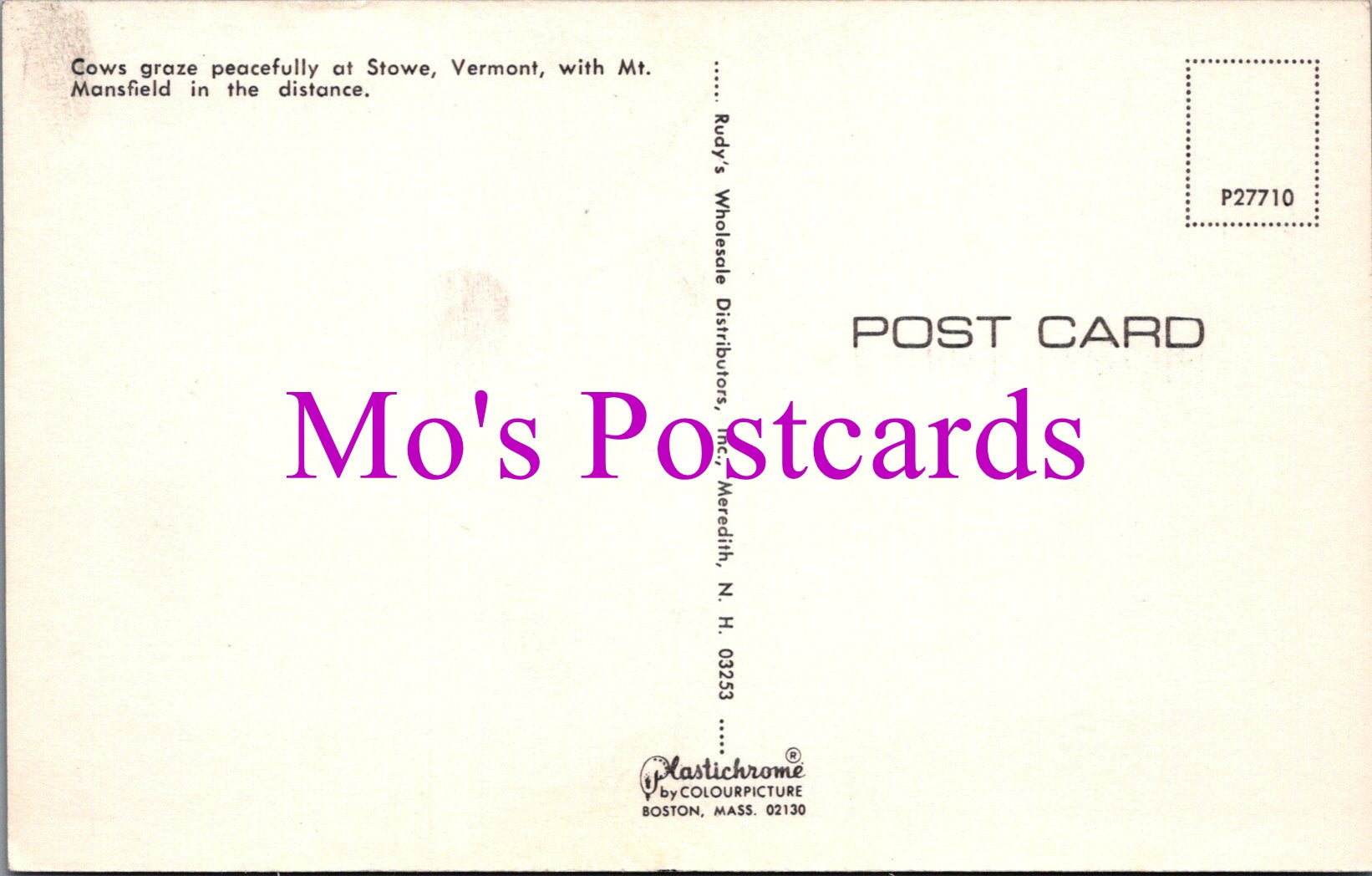 America Postcard - Cows at Stowe, Vermont   DZ55