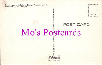 America Postcard - Cows at Stowe, Vermont   DZ55