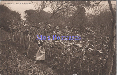 Jersey Postcard - Jersey Cabbages  DC1677