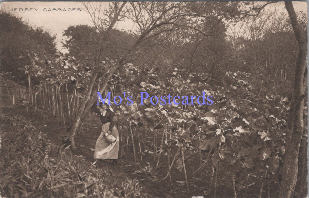 Jersey Postcard - Jersey Cabbages  DC1677