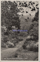 Load image into Gallery viewer, Surrey Postcard - Winkworth, The Azalea Walk  SW13829
