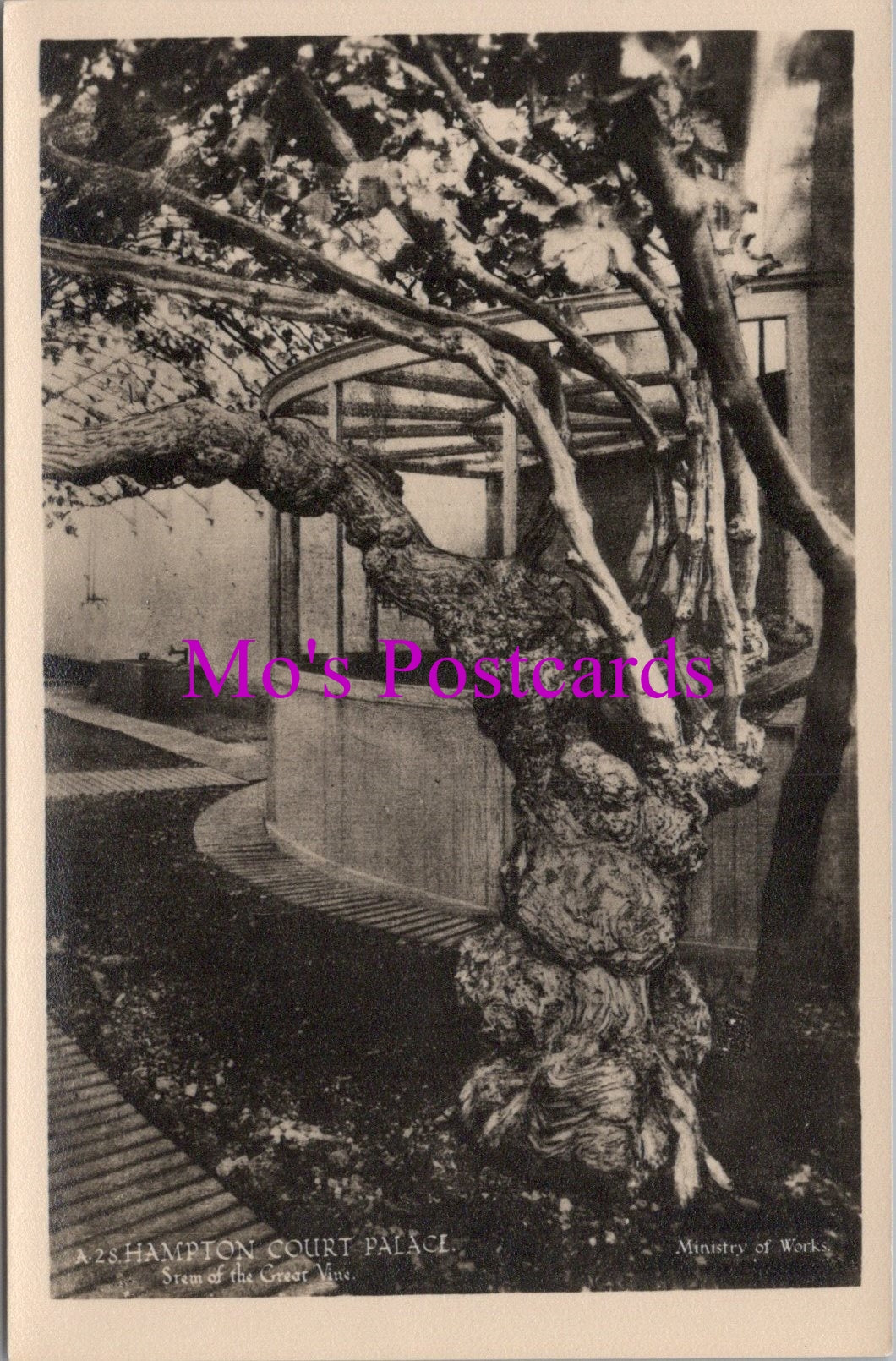 Middlesex Postcard - Hampton Court Palace, Stem of The Great Vine  SW15391