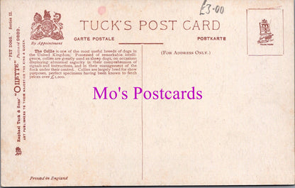 Animals Postcard - Pet Dogs - Artist Maud West Watson  SW14244