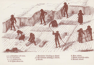 Agriculture Postcard - Victorian Farming, Mowing Corn With a Scythe VT578