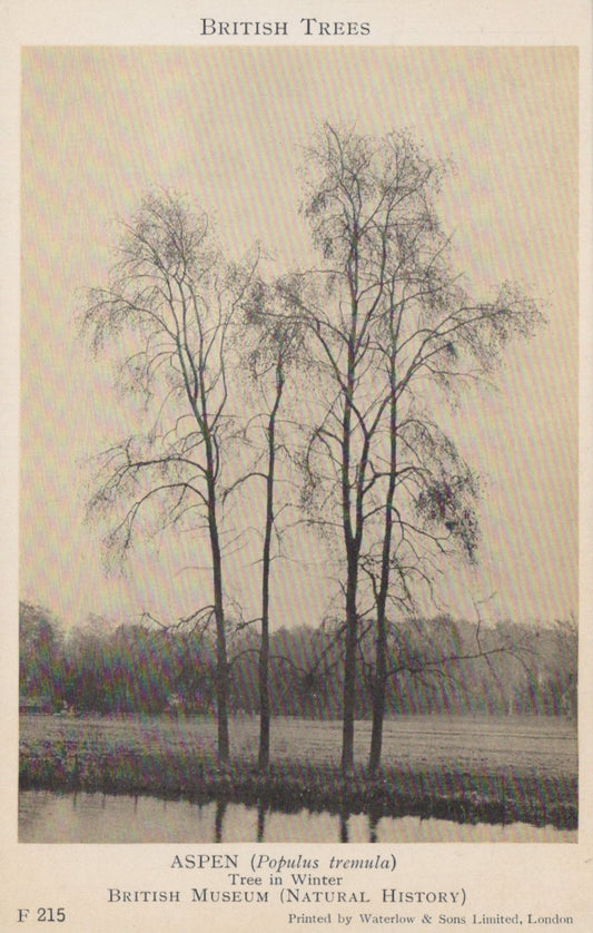 Illustration of three bare trees by a body of water with text about British trees.