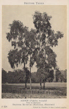 Load image into Gallery viewer, Vintage black and white photograph of aspen trees with text about British Trees.
