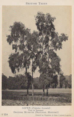 Vintage black and white photograph of aspen trees with text about British Trees.