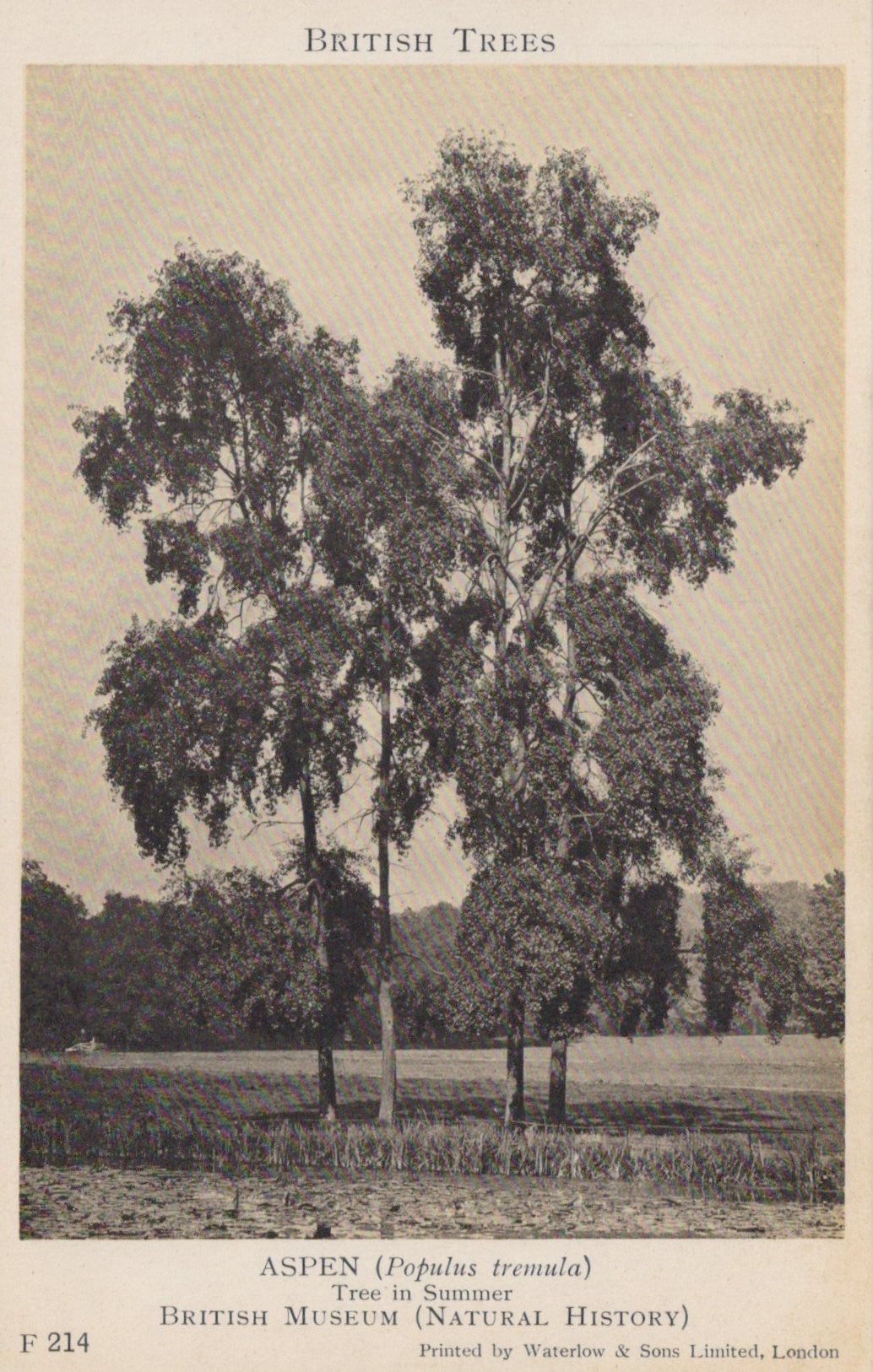 Vintage black and white photograph of aspen trees with text about British Trees.