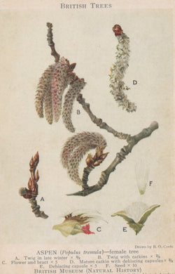 Illustration of aspen twigs and buds labeled with scientific names, from 'British Trees' by the British Museum.