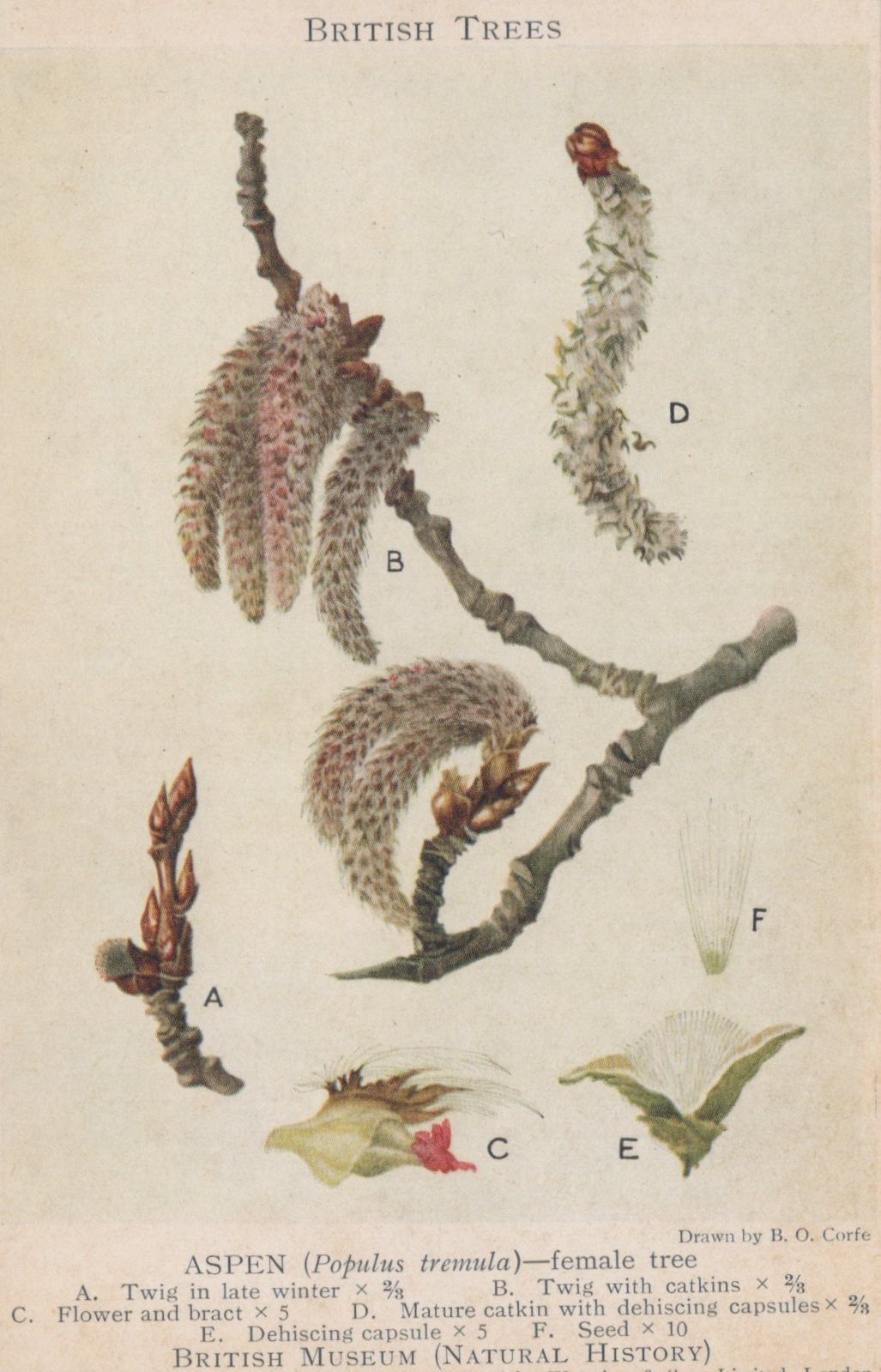 Illustration of aspen twigs and buds labeled with scientific names, from 'British Trees' by the British Museum.