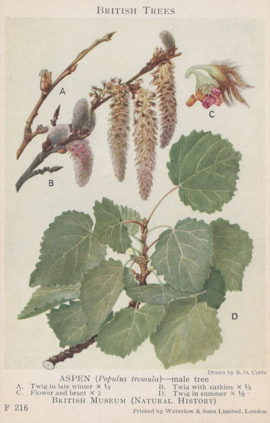 Illustration of an aspen tree with labeled parts on a light background