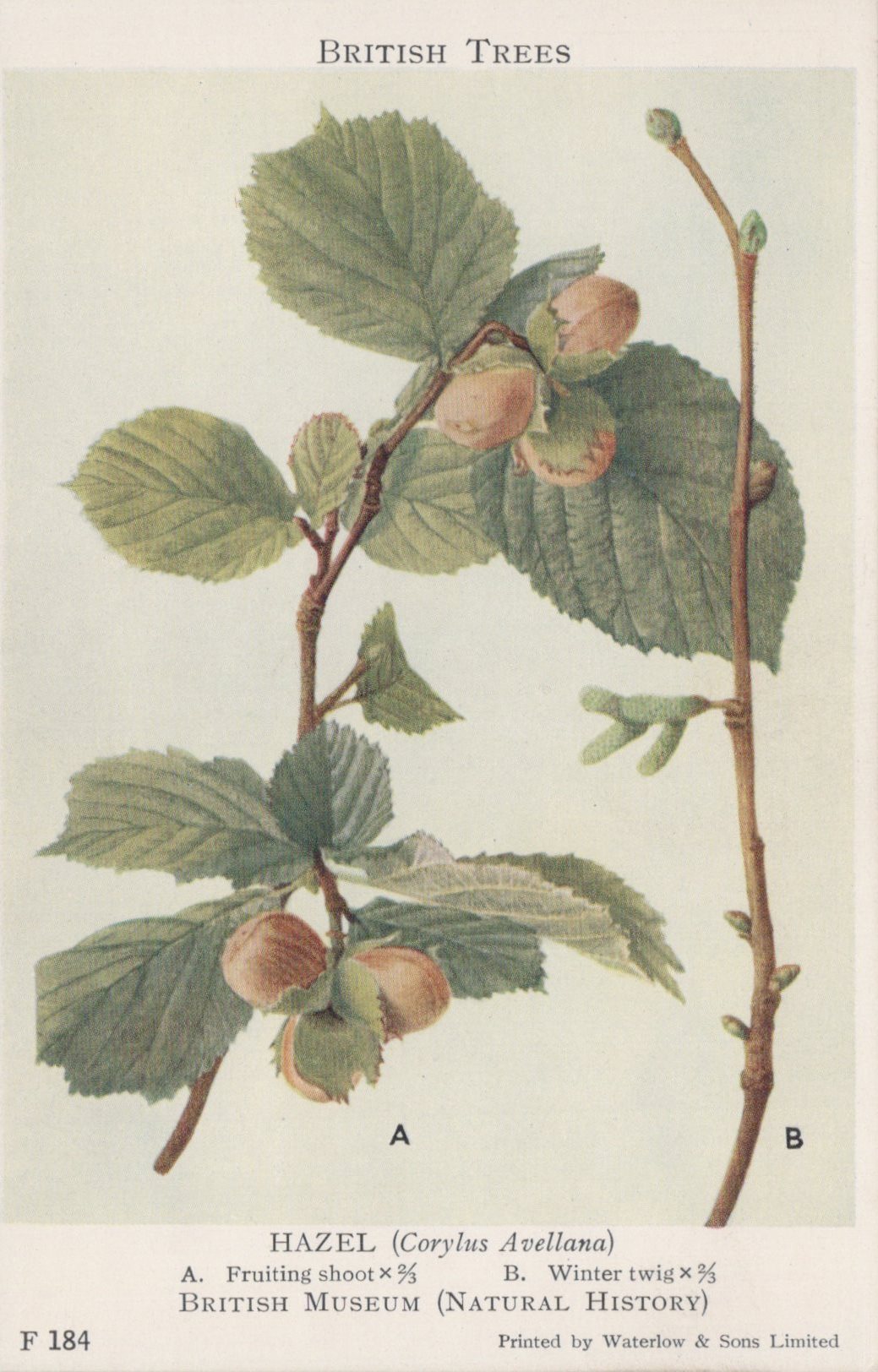 Illustration of a hazel branch with fruits and leaves, labeled 'British Trees' from the British Museum.