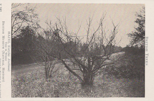 Tree with bare branches in a field, labeled 'Hazel' from the British Museum of Natural History.