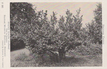 Load image into Gallery viewer, Vintage black and white photograph of a tree with a blurred background
