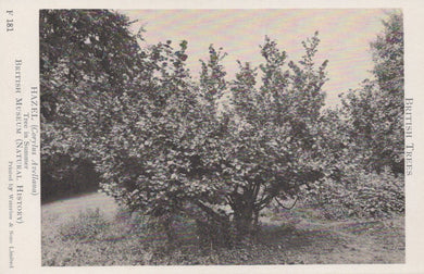 Vintage black and white photograph of a tree with a blurred background