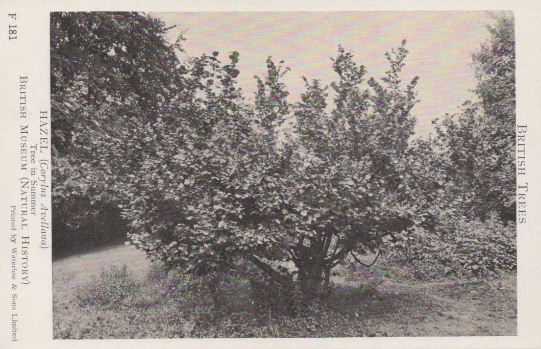 Vintage black and white photograph of a tree with a blurred background
