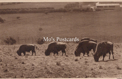 Animals Postcard - Zoological Park, Whipsnade, Bison Hill SW19158