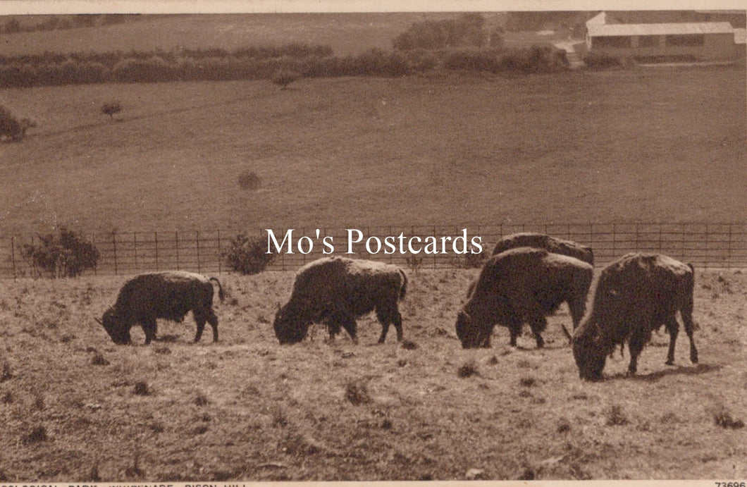 Animals Postcard - Zoological Park, Whipsnade, Bison Hill SW19158