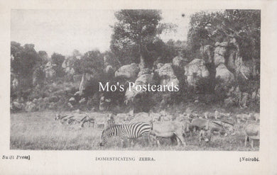 Animals Postcard - Domesticating Zebra, Nairobi  SW19182