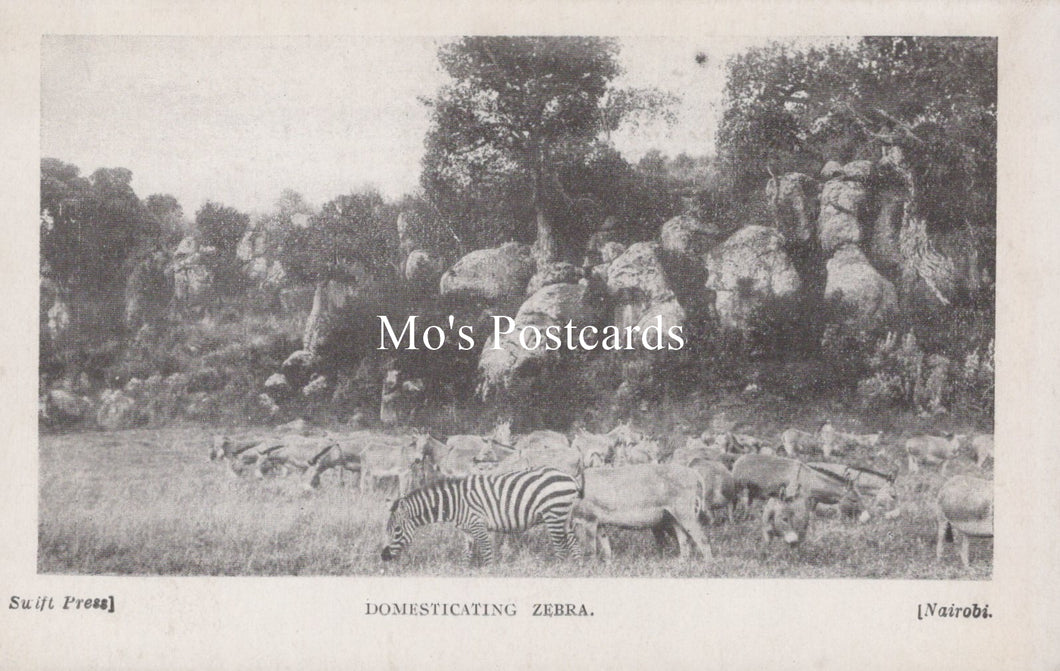 Animals Postcard - Domesticating Zebra, Nairobi  SW19182