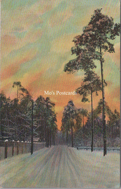 Nature Postcard - Trees Lining a Straight Road   SW17815