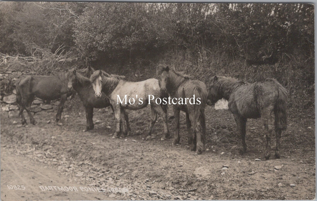 Animals Postcard - Five Dartmoor Ponies   SW17851