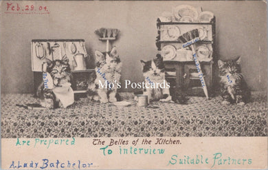 Animals Postcard - Cats, The Belles of The Kitchen  SW17889