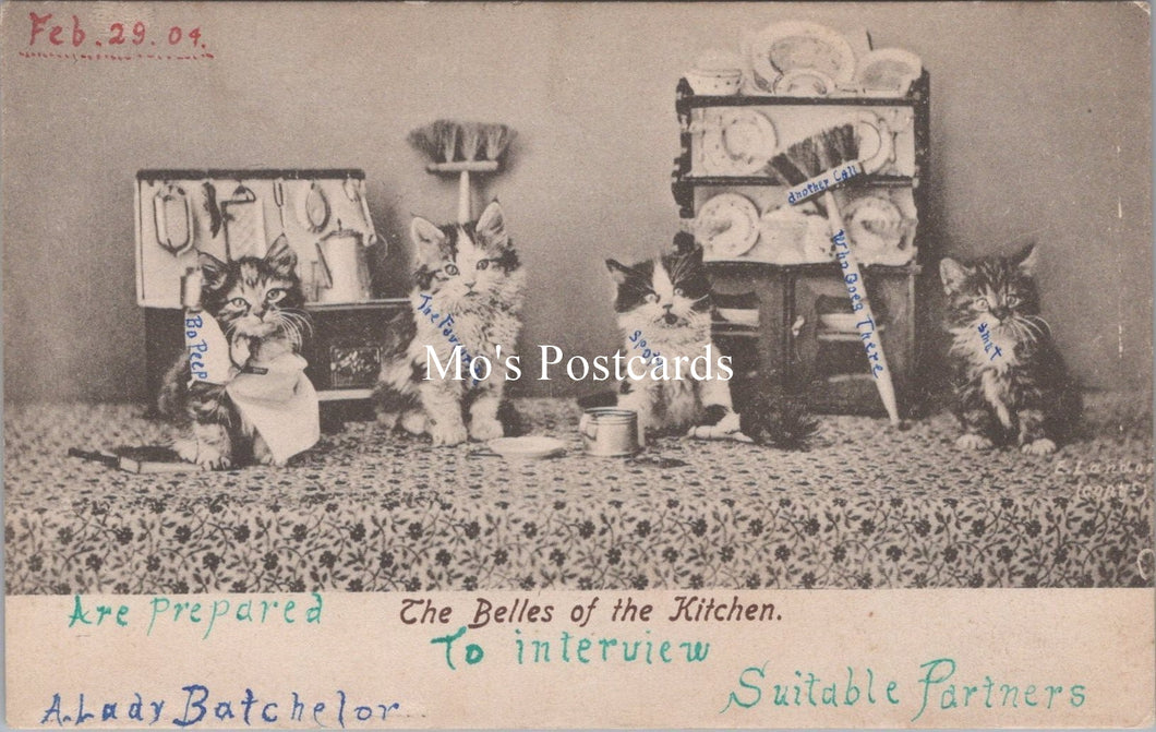Animals Postcard - Cats, The Belles of The Kitchen  SW17889