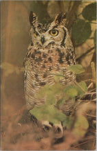 Load image into Gallery viewer, Animals Postcard - Birds, Eagle Owl, Cricket St Thomas Wildlife Park SW17005

