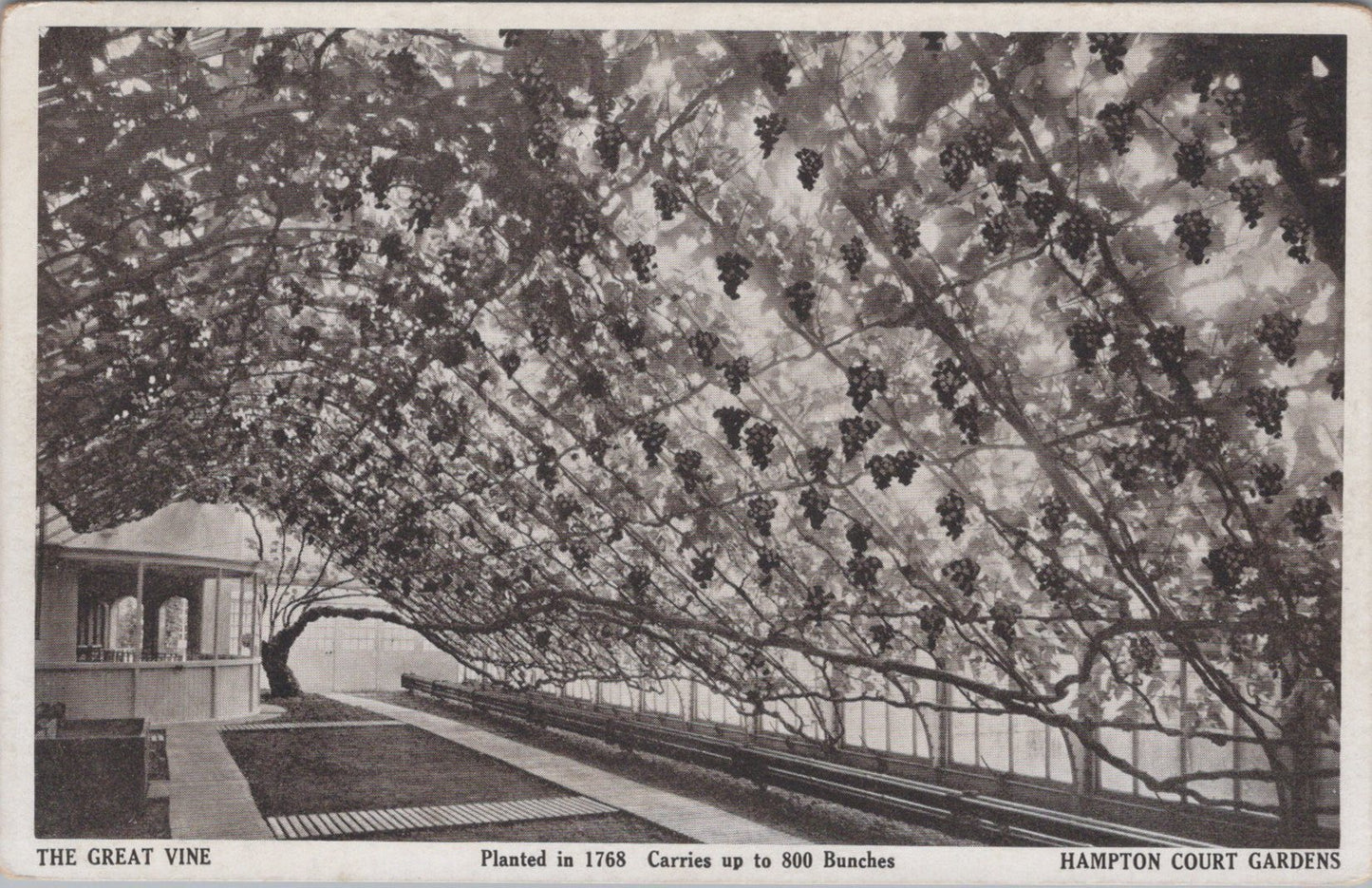Middlesex Postcard - Hampton Court Palace, The Great Vine  SW17053