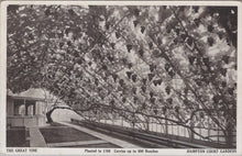 Load image into Gallery viewer, Middlesex Postcard - Hampton Court Palace, The Great Vine  SW17053
