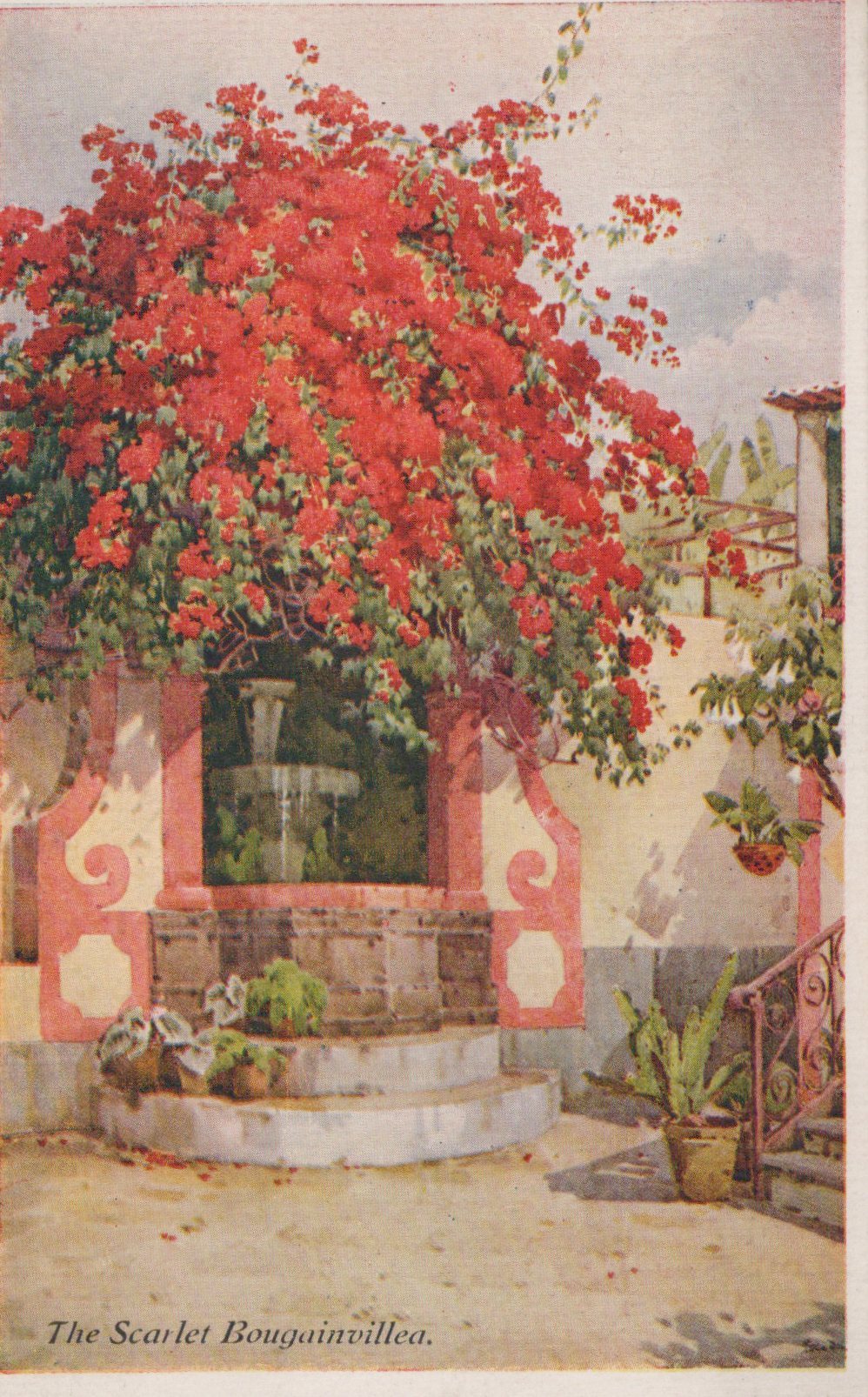 Vintage-style illustration of a garden with red bougainvillea and a fountain.