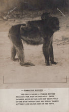 Load image into Gallery viewer, Vintage photograph of a female monkey carrying a baby on her back, with text describing the scene.
