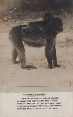 Vintage photograph of a female monkey carrying a baby on her back, with text describing the scene.