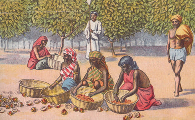 Illustration of people gathering and sorting fruits under trees