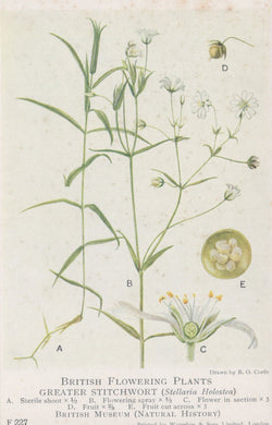 Illustration of Greater Stitchwort plant with labeled parts on a white background