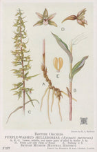 Load image into Gallery viewer, Illustration of British orchids, specifically the purple-washed helleborine, with labeled parts.
